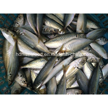 Nuevo pescado redondo Scad (14-18cm)